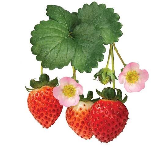 The Collection — Bushel and Berry®