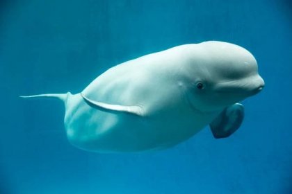 bílá velryba - kytovci - stock snímky, obrázky a fotky