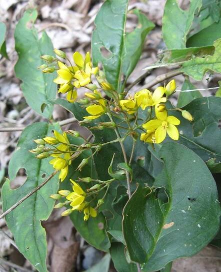 Lysimachia fraseri