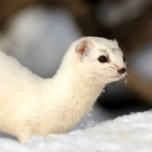 kolčava: zoologie, malá šelma z čeledi kunovitých
