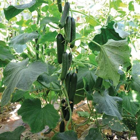 Cucumber Seeds - Vegetable Seeds – Unwins UK
