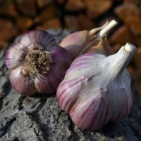 Sadbový česnek Janko - Allium sativum - paličák - 1 balení