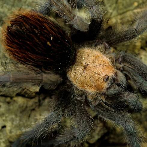 Golden Red Rump Tarantula (Brachypelma albiceps) Care — The Tarantula Collective