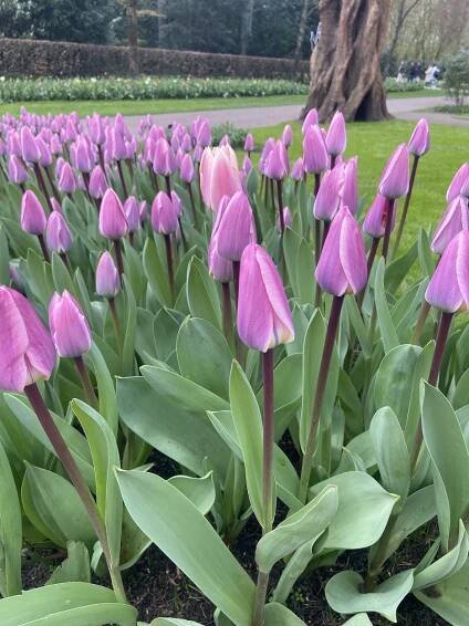 Amsterdam tulip festival Keukenhof 2025 photo tulips