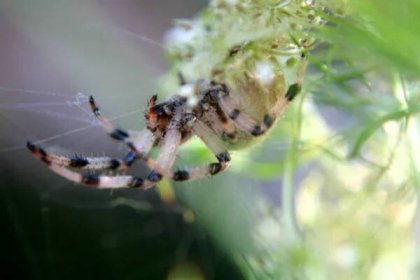 Strašidelný pavouk, hmyzí stvoření — Stock obrázek