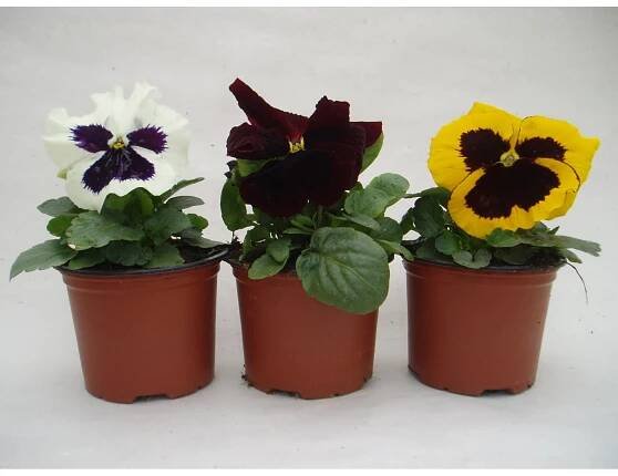 Maceška velkokvětá (Viola Wittrockiana)