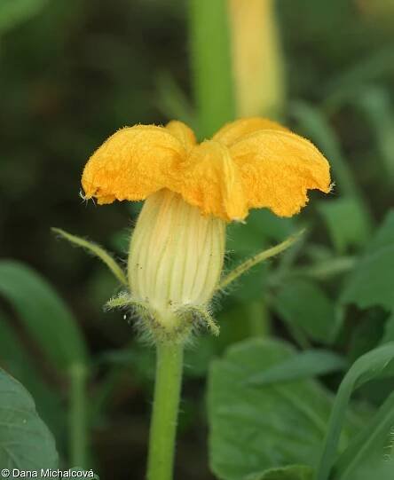 Cucurbita maxima – tykev obrovská, dýně obrovská