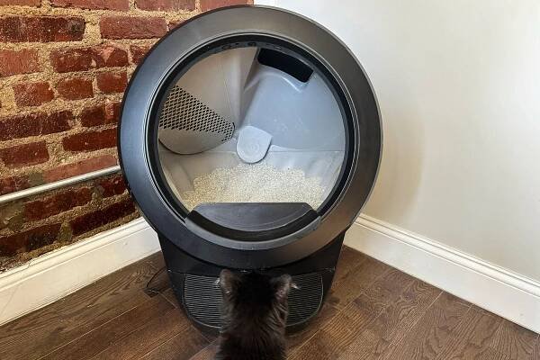 cat next to the Litter Robot 4 