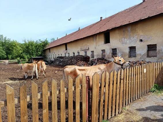 Apolenka | Základní škola Pardubice-Dubina, Erno Košťála 870