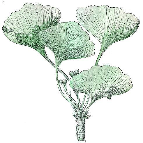 Vintage Gingko Leaf Image