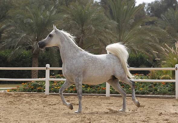 Ajmal Ibtissam - Ansata Hejazi X Taraf Al Naif. Reference Horses