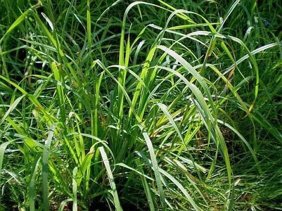 Dactylis glomerata