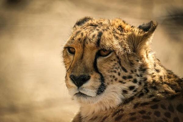 bezplatná Základová fotografie zdarma na téma acinonyx jubatus, Afrika, biodiverzity Základová fotografie