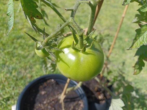 Full Clutch of (4) Big Pink Tomatoes - Image 2