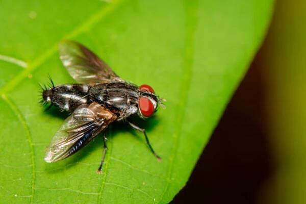 obrázek mouchy (diptera) na zelených listech. hmyz. zvíře. - crawley - stock snímky, obrázky a fotky
