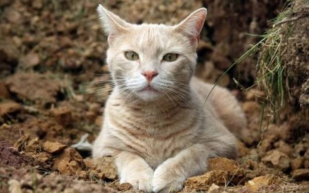 Kočky (75 fotografií): popis krásných domácích plemen koček, volba houpací sítě pro kočky a koťata. Kdo si vybrat: dívku