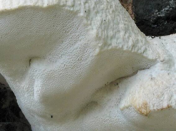 Tyromyces fissilis 