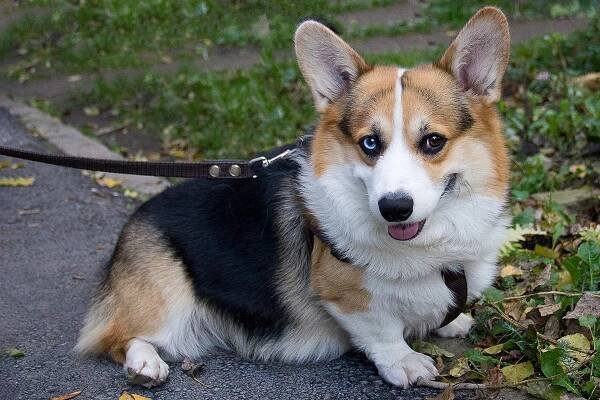 Corgi (38 fotografií): popis plemene psů, charakter štěňátek velšských Corgi. Charakteristika psů černé a jiné typy barev