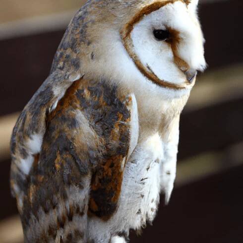 5 - A close-up of a barn owl perched on a fence, showcasing its exquisite feather patterns and piercing gaze. Canon 70-200 mm f/2.8. No text.. Sigma 85 mm f/1.4. No text.
