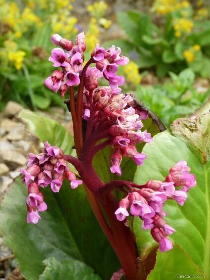 Bergénie (Bergenia)