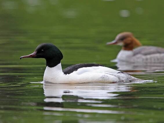 Male and female (Eurasian) - ML302113761