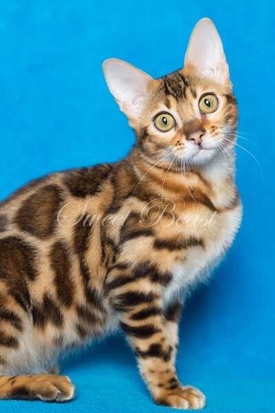 Sweet-beast.com | Bengal | UA*Sweet Beast Czarevna