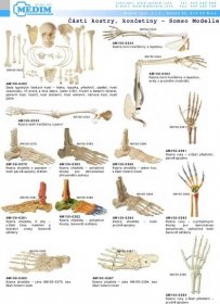 kosti pevně spojeny drátem AM150-0383 Kostra chodidla pohyblivé klouby pro demonstraci přirozeného pohybu AM150-0380 Kostra chodidla jeden kus, s částí holenní kosti AM150-0381 AM150-0382 AM150-0384