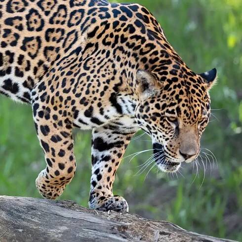 a jaguar on a log