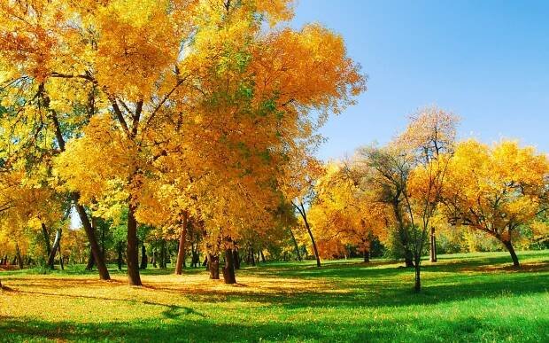 Fall Backgrounds Free Download