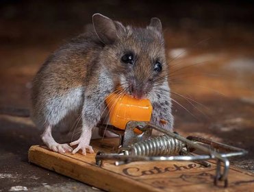 Návnada pro potkany a myši: co tito hlodavci milují nejvíce a jak je nejlépe chytit