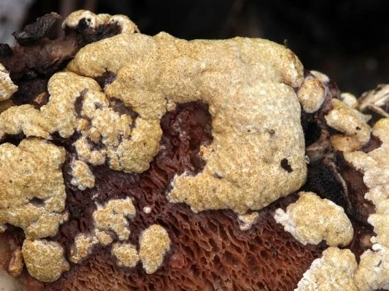 Sordariomycetes - tvrdohouby - myko.cz
