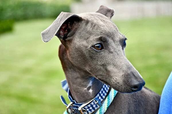 Greyhound Background