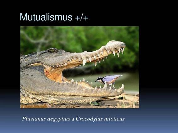 PPT - Altruismus u zvířat PowerPoint Presentation, free download - ID:4374452