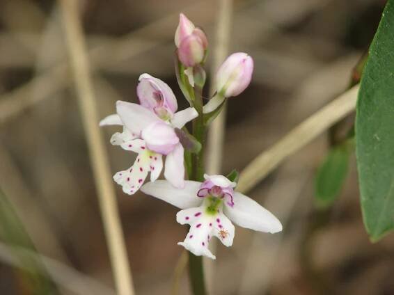 Galearis rotundifolia