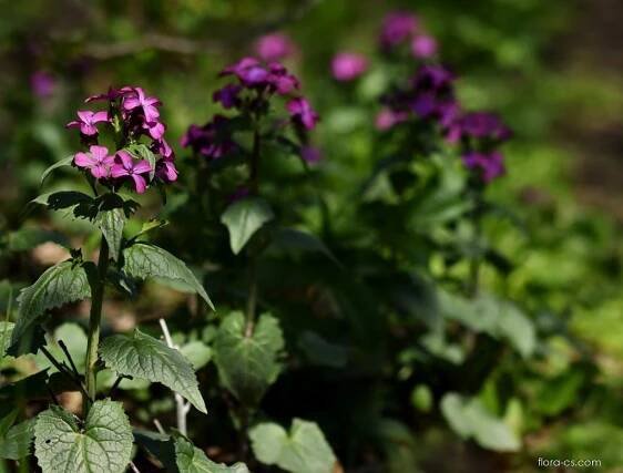 Měsíčnice roční (Lunaria annua)