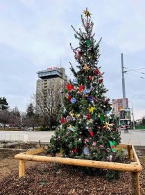 Vánoční strom v Brně-Kohoutovicích je jen malý prcek, teprve musí vyrůst