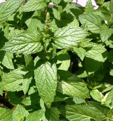 mint