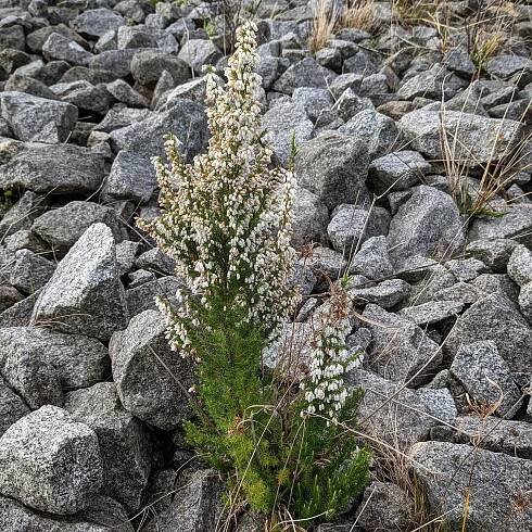 Spanish Heath (Erica lusitanica) – Weeds of Melbourne
