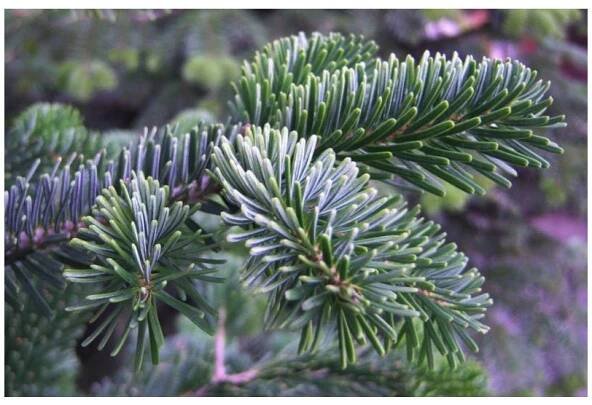 JEDLE KAVKAZSKÁ - ABIES NORDMANNIANA - ARBOLANDIA