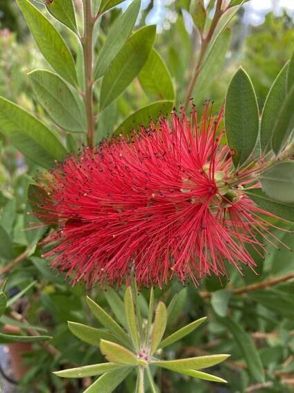 Callistemon alias tyčinkovec: nezvyčajná krása do vašej záhrady - Garden centrum Záhradníci