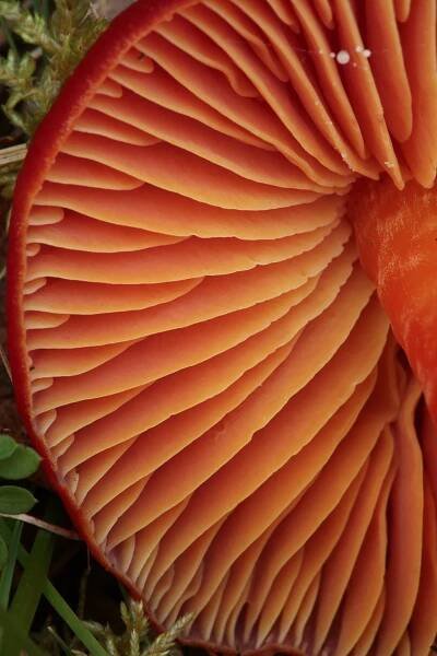 Fantastic fungi