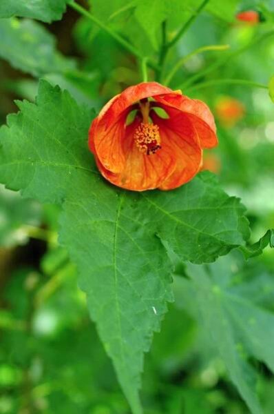 Obrázek - Abutilon × hybridum (mračňák zvrhlý) | BioLib.cz