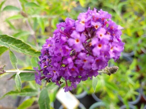 Komule Davidova - Buddleia Davidii - směs barev - Image 2