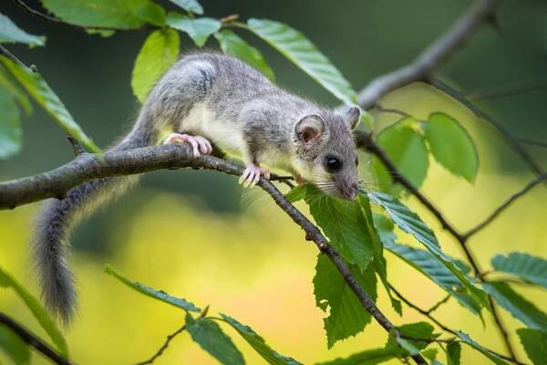 Plch velký (Glis glis)