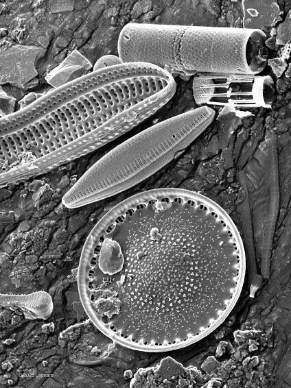 Myriad of Hudson River Diatoms and Diatom Fragents