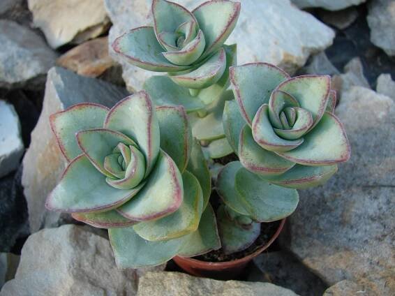 Crassula "Gigant"