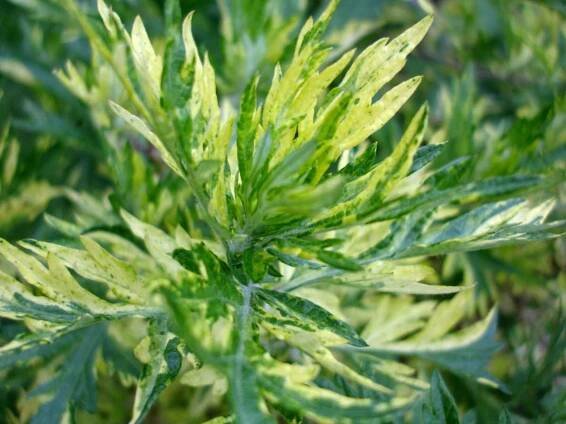 artemisia vulgaris mugwort menstrual suffering