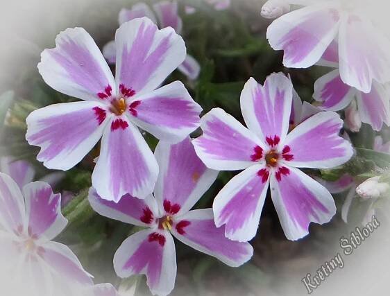 Phlox subulata 'Candy Stripe'