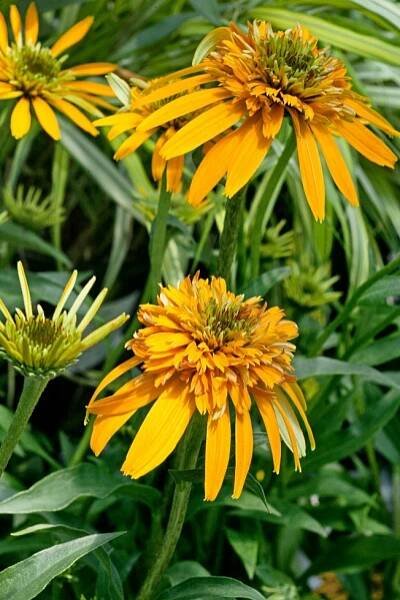 Echinacea purpurea ´Marmalade´ , Třapatka purpurová, C1