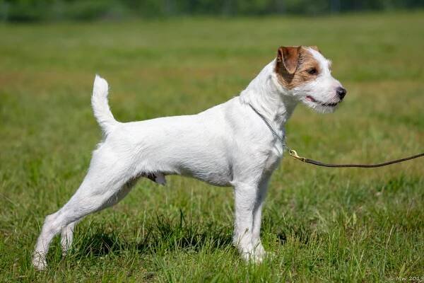 Wrinkle's Legacy - Little Eden Jack Russell Terriers